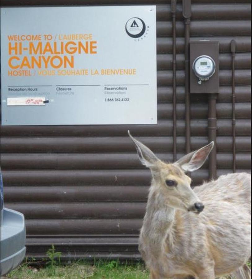 Hi Maligne Canyon - Hostel Jasper Exterior photo